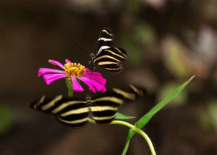 Butterfly Sanctuary Guided Tour