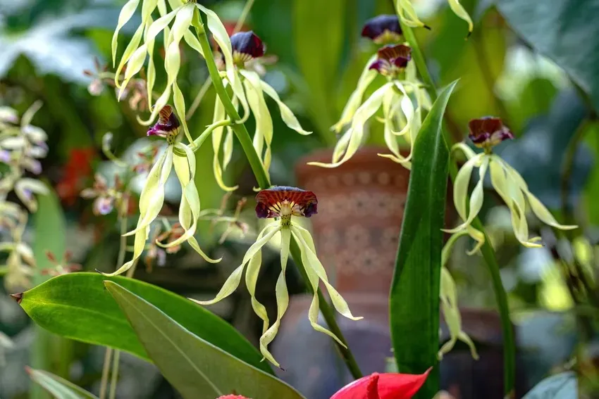 Mysteries of Orchid Pollination - Fascinating Talk photo 1