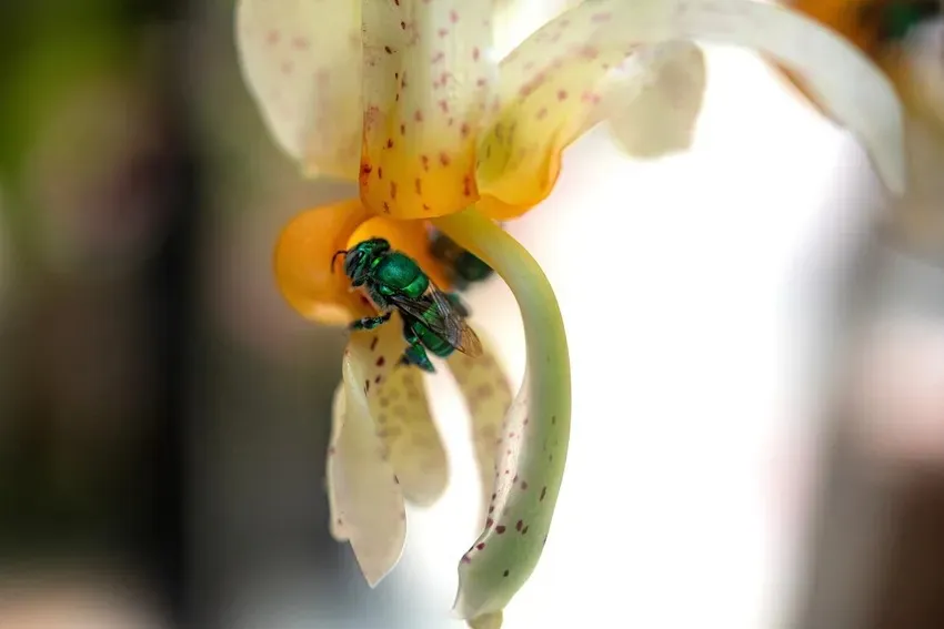 Mysteries of Orchid Pollination - Fascinating Talk photo 2
