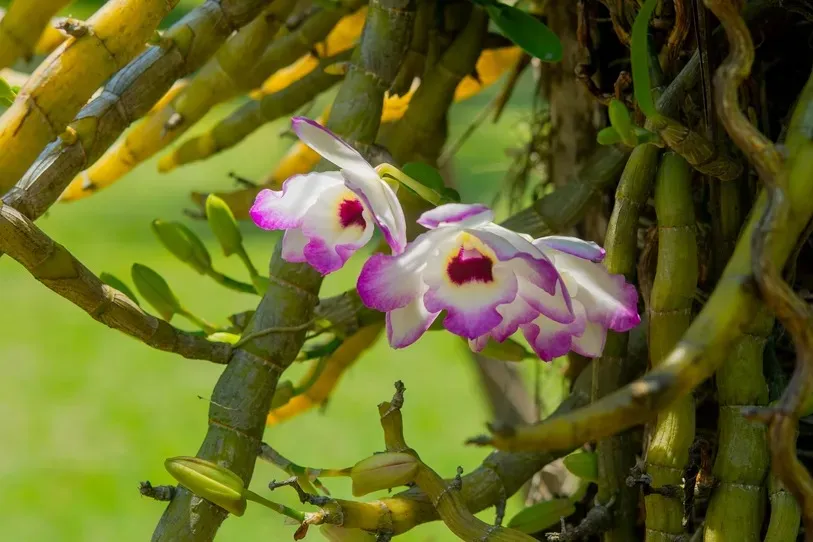 Mysteries of Orchid Pollination - Fascinating Talk photo 3