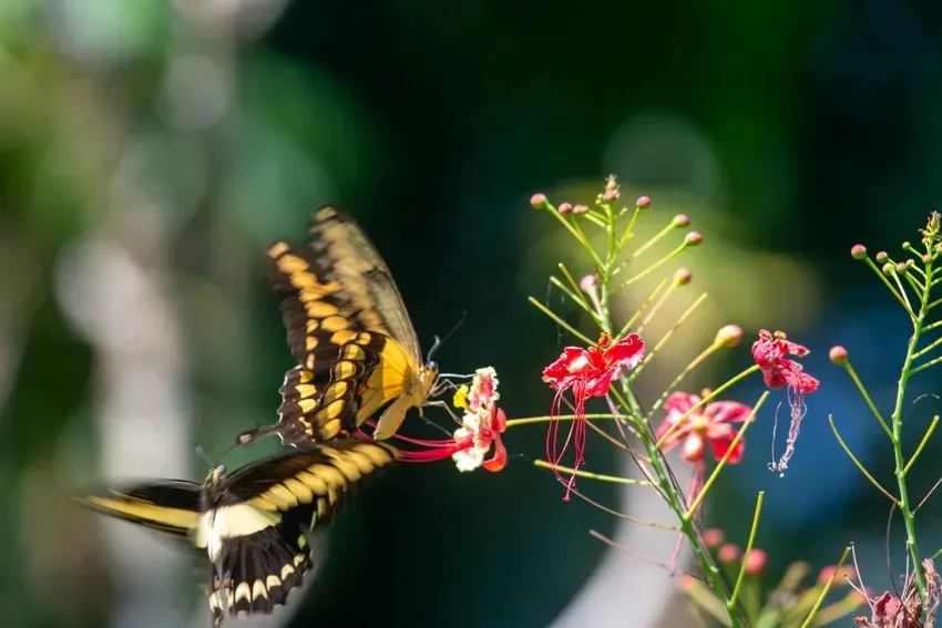 Butterfly Weekend at Vallarta Botanical Gardens photo 1