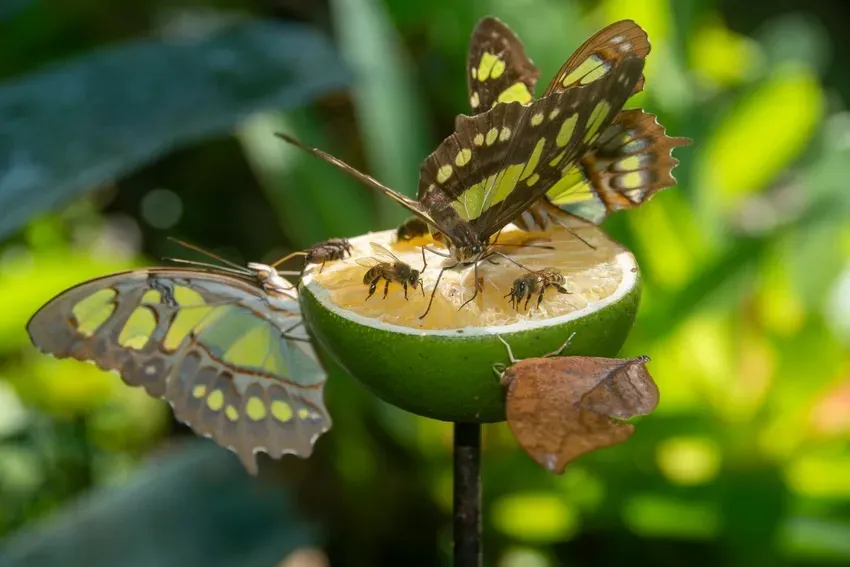 Butterfly Weekend at Vallarta Botanical Gardens photo 2