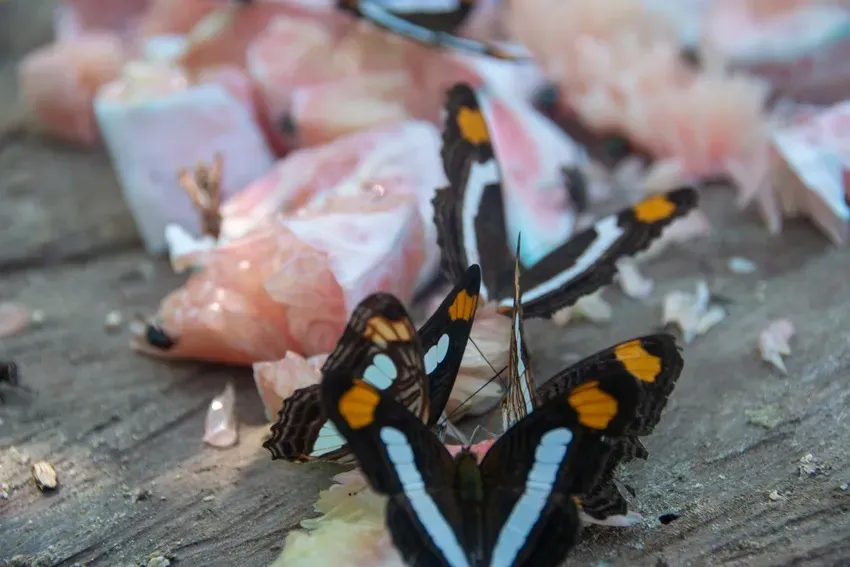 Butterfly Weekend at Vallarta Botanical Gardens photo 3