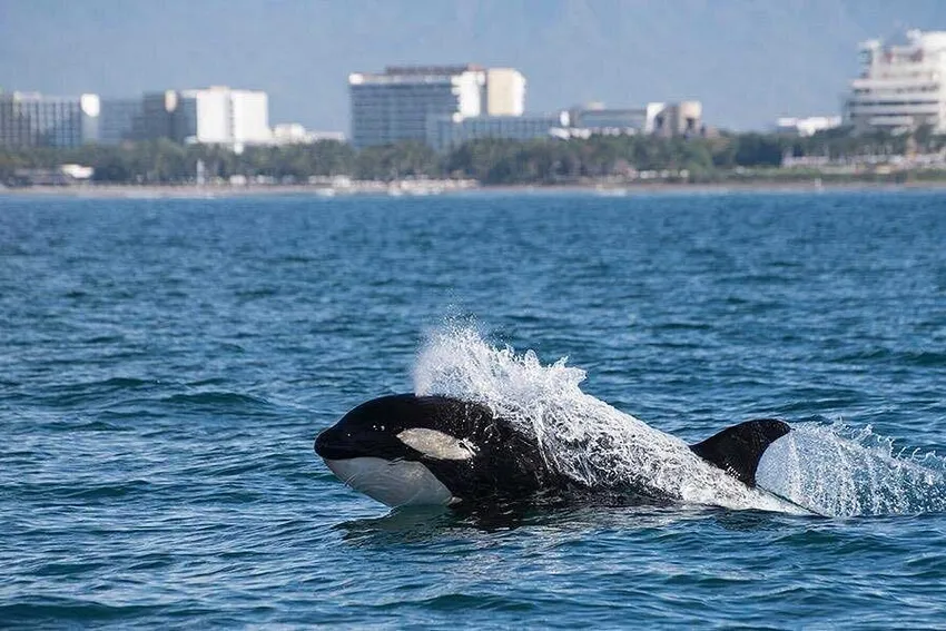 Whale and Dolphin Watching With a Biologist photo 1