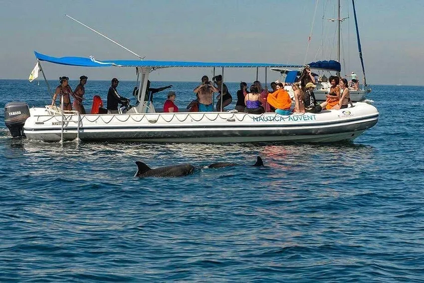 Whale and Dolphin Watching With a Biologist photo 2
