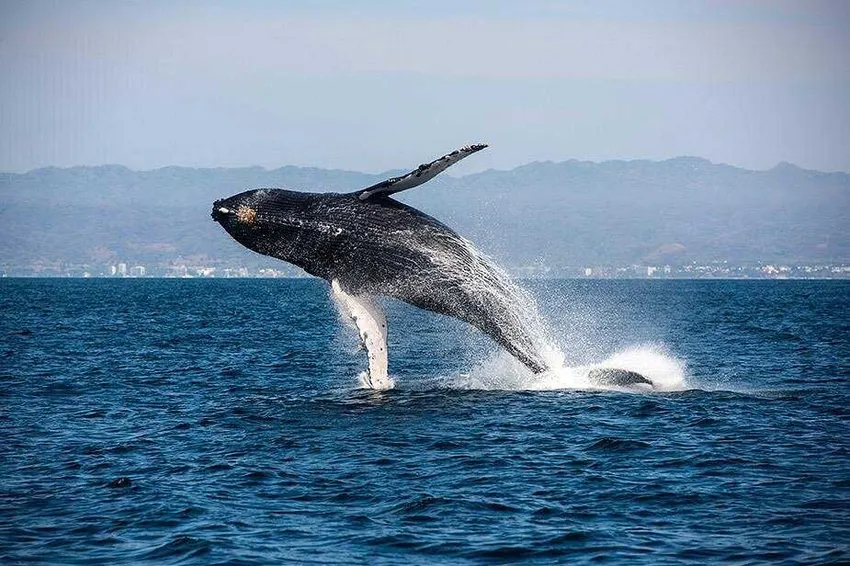 Whale and Dolphin Watching With a Biologist photo 3