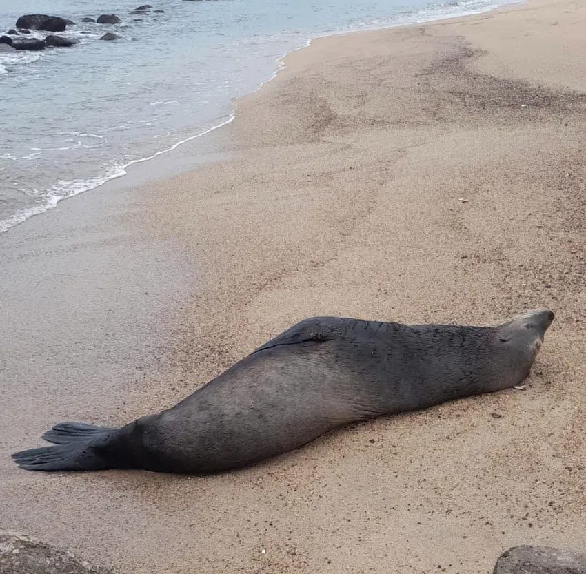 Severe Water Shortages, Costco Fuel Secrets, and Surprise Marine Visitors