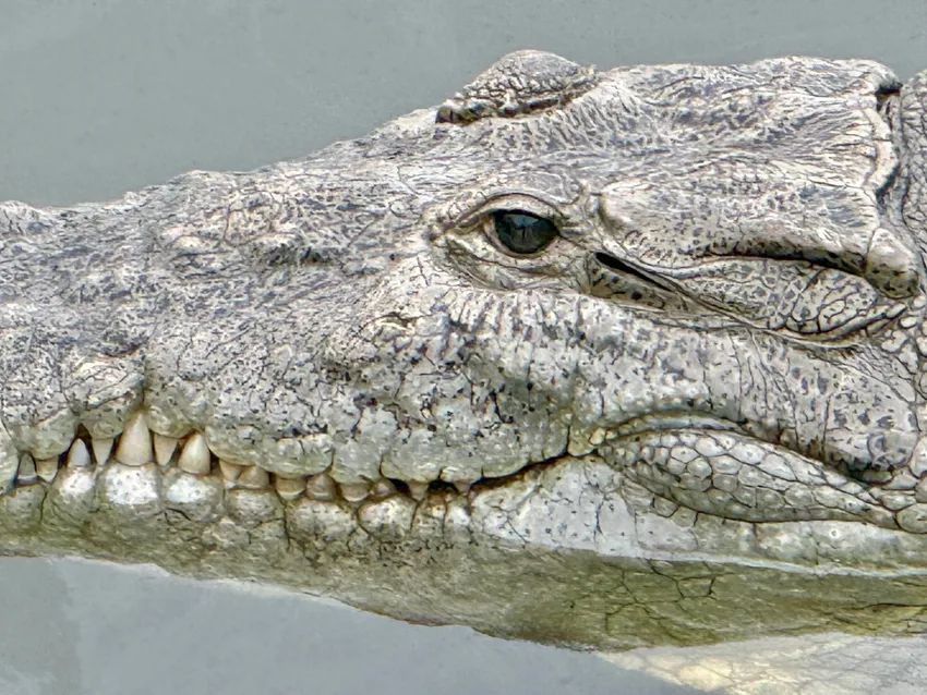 Football, Fan Fests, Crowd Surges, Crocodiles, and Tomorrow's Langostino's Meet โ photo 3