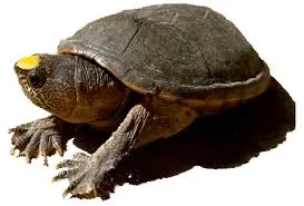 Pop Icons, Rock Concerts, Record Guacamoles, and Endangered Turtles Trend โ photo 2