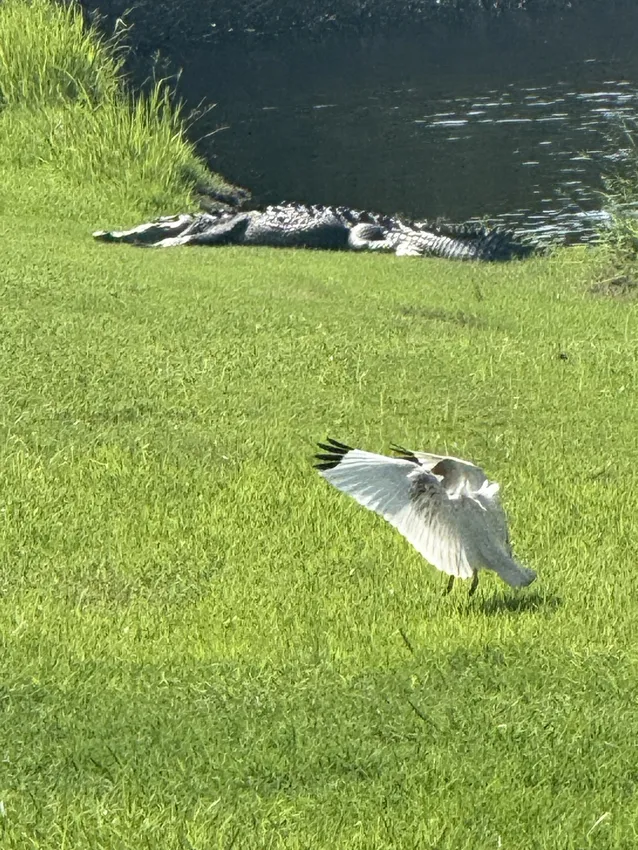 Coffee, Catch-Ups, Cocktails, Conspiracies, Cracks, and Crocs... Oh My! — photo 2