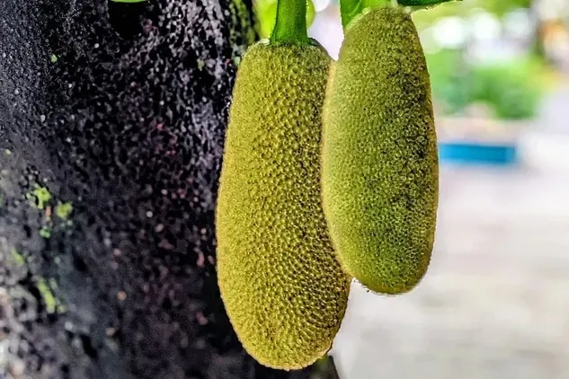 unknown fruit