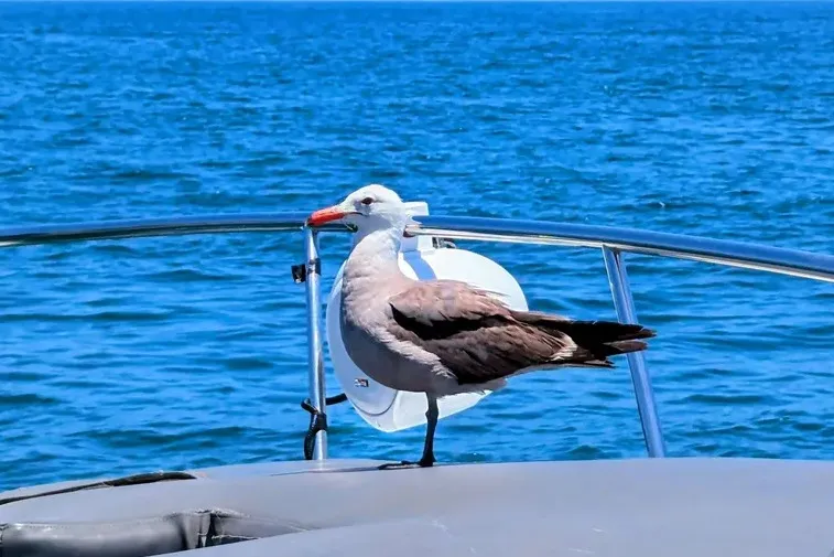 bird on a boat