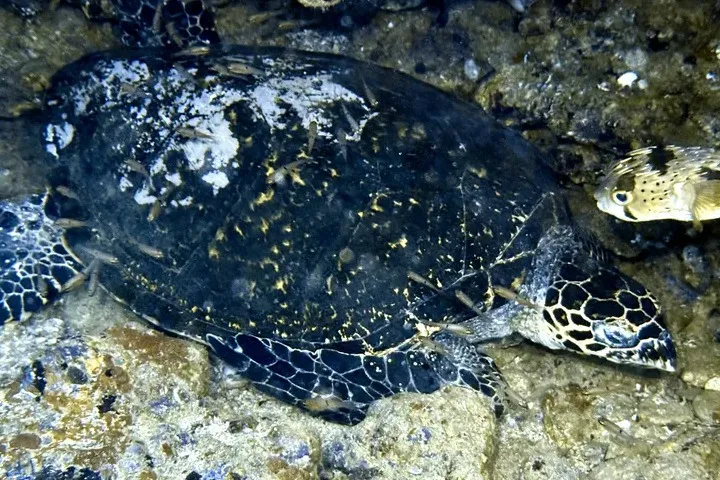 Free Beach Concerts, Secret Jungle Parties, Sea Turtles, and Storms! — photo 3