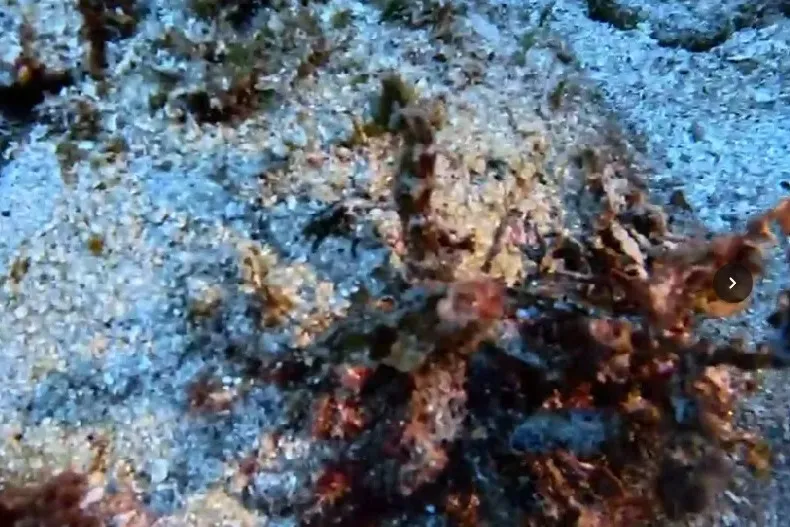 Charged Driver, World Cup Beach, Diving Seahorse, and Viewer Mail — photo 3