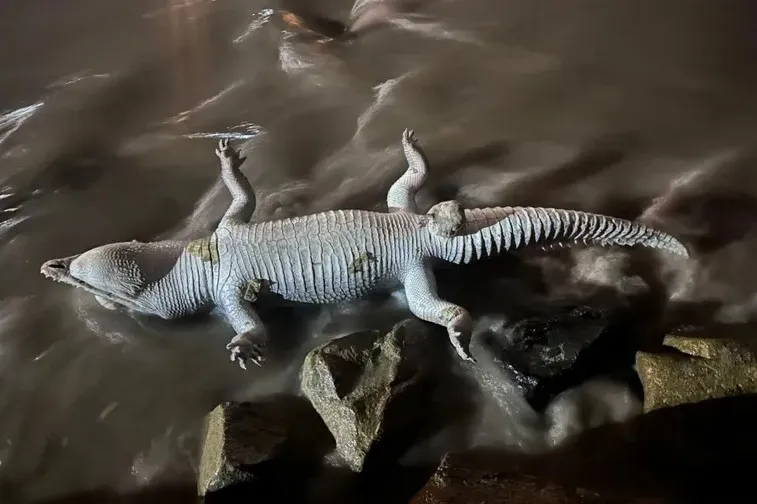 Screwworm Cases, Crocodile Deaths, Lane Closures, and National Soccer Rankings โ photo 2