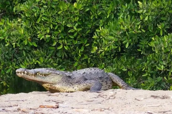 Bay Patrol Security, Bus Improvements, Festival Funding, and Croc Awareness โ photo 3