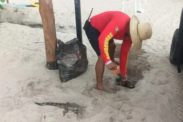 Jalisco Health Alerts, Beach Crocodile Found, Transit Delays, Airport Opening?