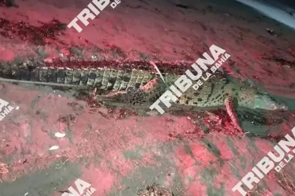 Offshore Earthquake, Dead Crocodiles, Canadian Fire Deployment, Medina Ascencio Crash — photo 1