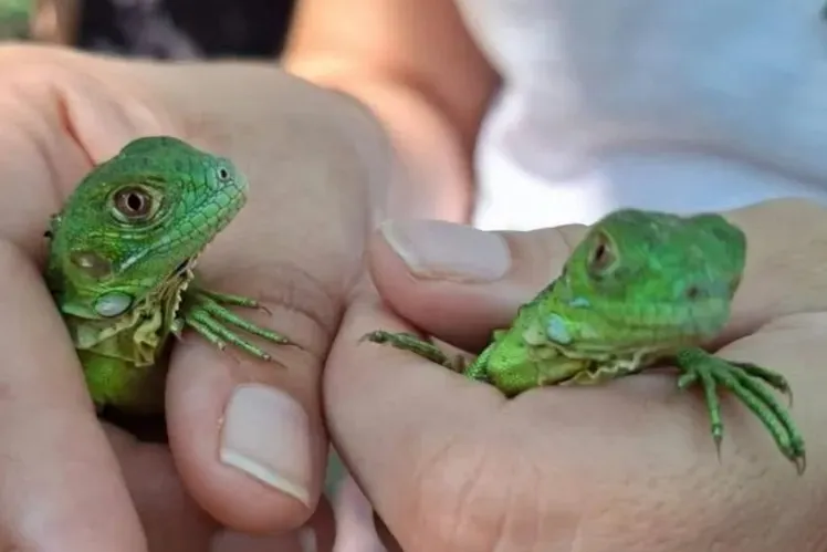 SEAPAL Cuts Water, Carnes Selectas Investigated, Iguanas Released, Microbusiness Survival