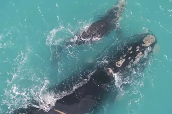 Navy Helicopter Landing, Live Bus Tracking, Whale Warnings, Highway Repairs โ photo 2
