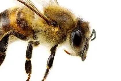 Bee Swarm, Lost Tourist, Oyster Harvest, and National Power Blackout โ photo 2