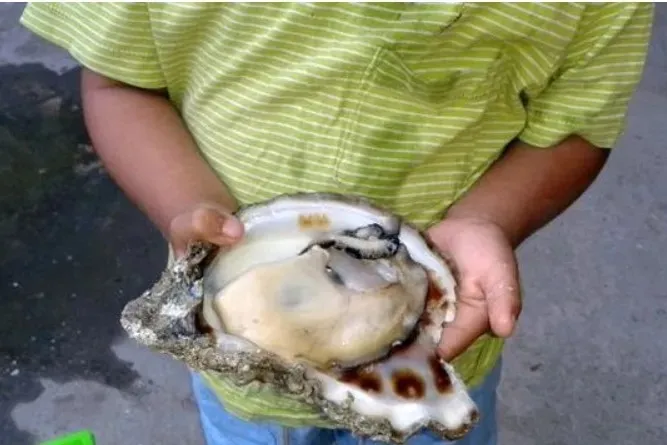 Bee Swarm, Lost Tourist, Oyster Harvest, and National Power Blackout