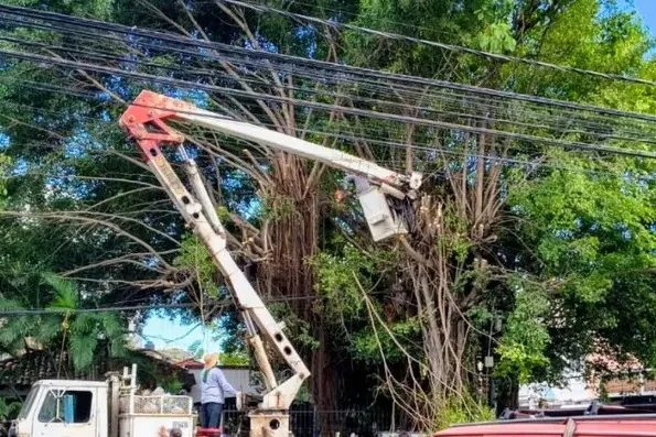 Tropical Storm, Banamex Crash, Versalles Tree, New Amado Nervo Avenue