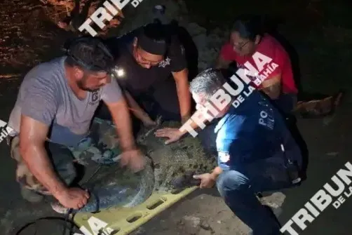 Malecón Extension, Chefs Gather, Storm Marie Brings Waves, Crocodile Captured — photo 3