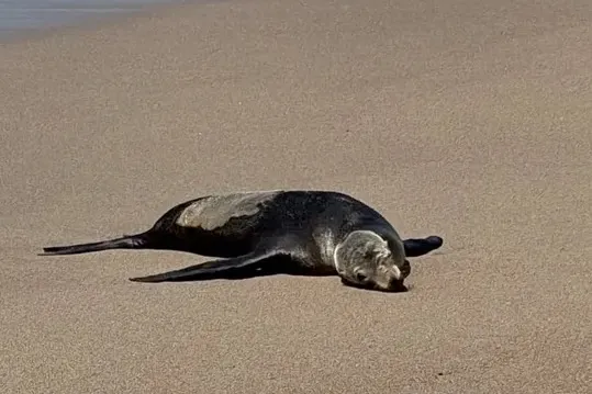 Shouts, Cruise Changes, Ship Farewells, and Beach Sea Lion Rescues — photo 2