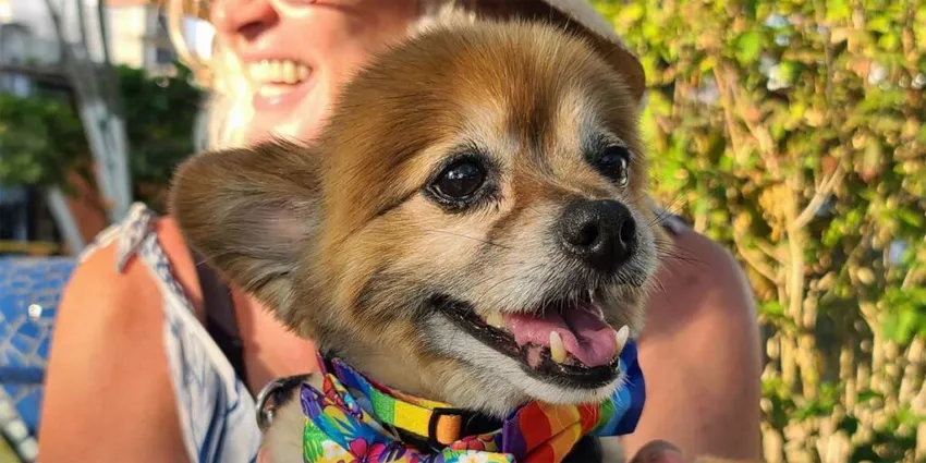 Hundreds Gather for Pride Pet Parade