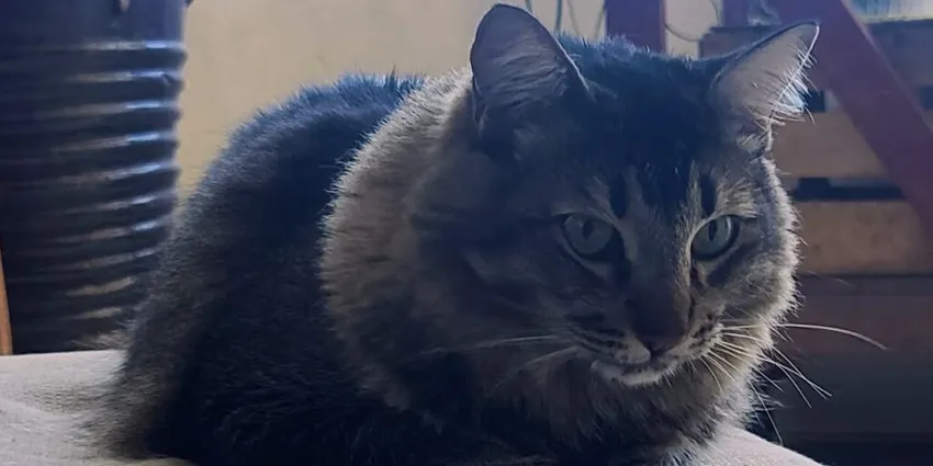 My Adoption of Bogie
