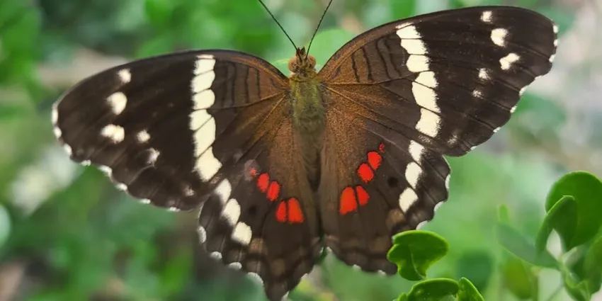 Smoothies and Butterfly Visits