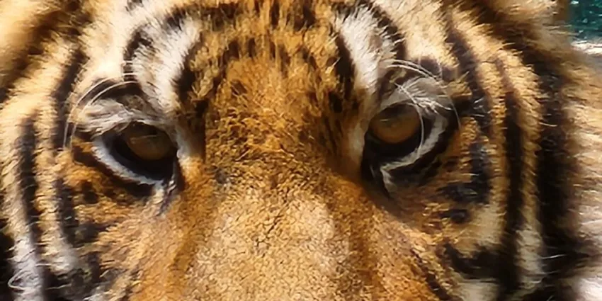 Vallarta Zoo… No Ordinary Zoo