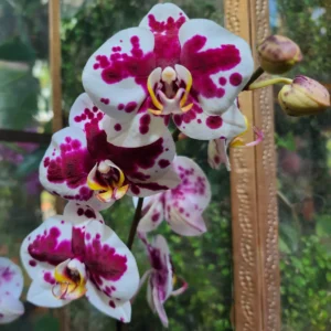 Spring Breathwork Workshop and Lunch