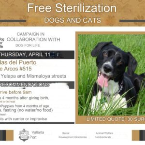 Free Sterilization for Dogs and Cats