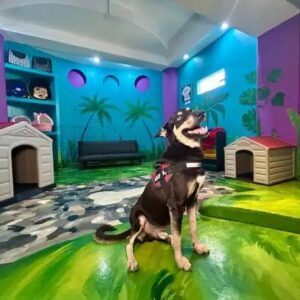 Dog Adoption Fair