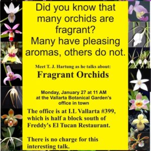 Fragrant Orchids