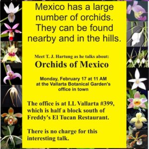 Orchids of Mexico