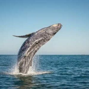 Whale Watching Tour