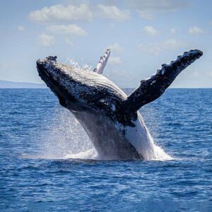 Whale Watching with IFC
