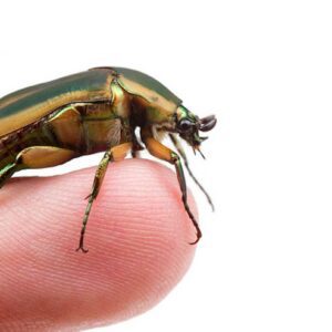 La Cucaracha (Play Reading)