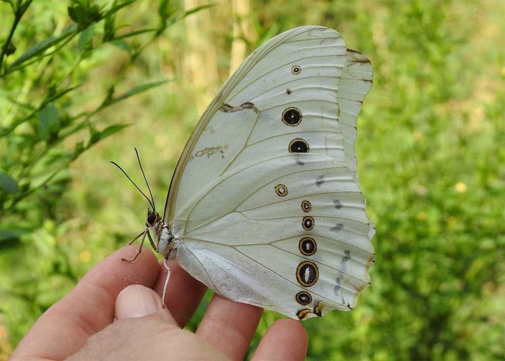 Mariposario Jardin Mágico photo 1