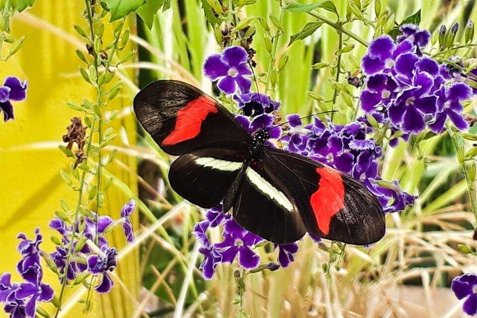 Mariposario Jardin Mágico photo 2