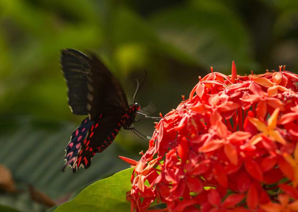 Mariposario Jardin Mágico photo 4