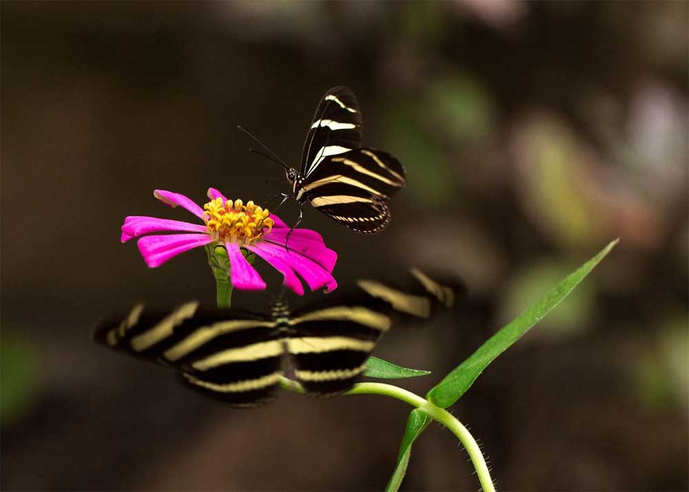 Mariposario Jardin Mágico photo 3