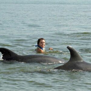 Watch and Swim with Dolphins in the Wild