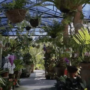 A Day at the Vallarta Botanical Gardens with IFC